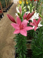 [5696 DJ LA-07 No01.JPG]